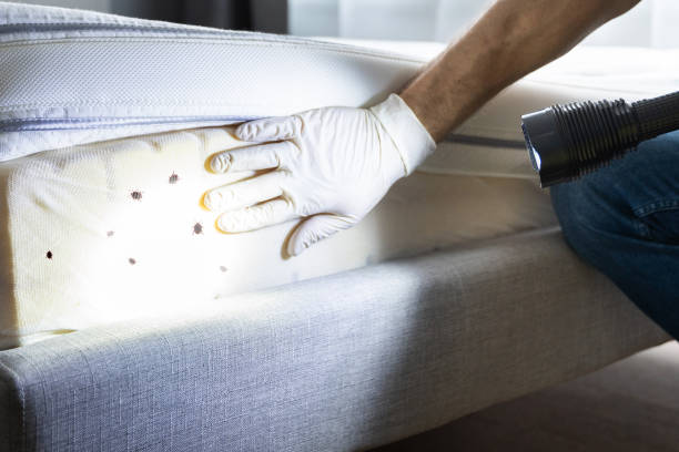 Best Ant Control Services  in Inverness Highlands South, FL